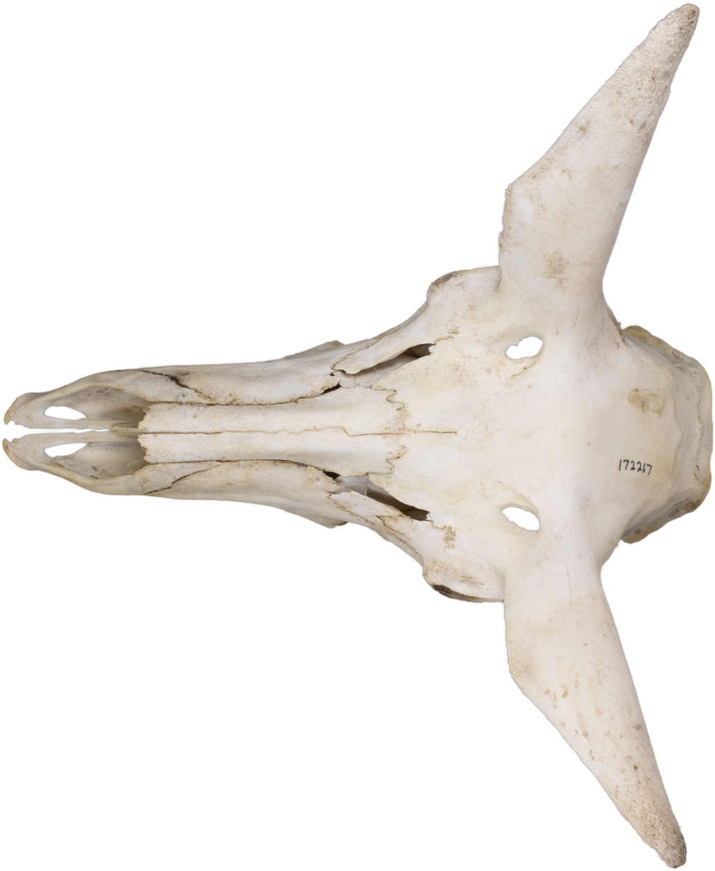 Antilocapra americana What's This Skull?
